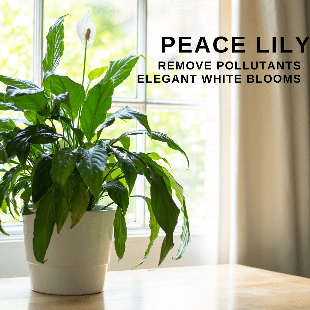 Peace-lily-bedroom-plant